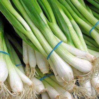 Spring onion Box- (15-18)02